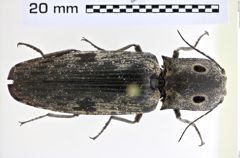 Foto (Dorsalansicht) von Alaus myops (NHMW-ZOO-COL-0008188)